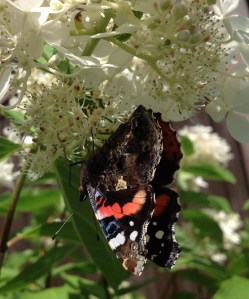 Haahtelan perhosvaikutus tuntuu.