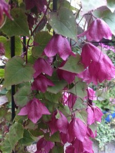 Teirin romaanin hengessä tähän rinnalle sopivat kesäkukat ennen ensimmäistä pakkassyötä.