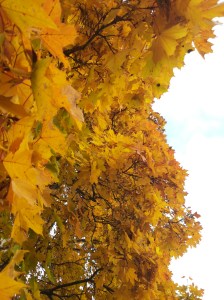 Rouva lehtorin tieteelliseen näkemykseen nojautuen ihmiskunnan elinkaari tulee olemaan lyhyt. Kasveja puolestaan on ollut ennen ja tulee olemaan jälkeenkin. Kasvien uusituminen jatkuu vuodenkierron mukaan, kuten syksyllä lepovaiheeseen siirtyminen.