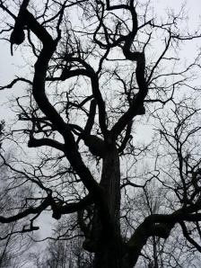 Ihmisten elämä saattaa olla yhtä lailla menneiden kerrostumien ja haarautumien vallassa kuin Kuusiston ikitammi.