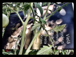 Vielä joskus kerromme kaiken