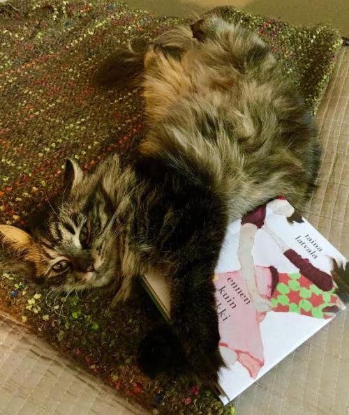 Kuvan valitsin novellin "Kissan yksityisyys" kunniaksi.