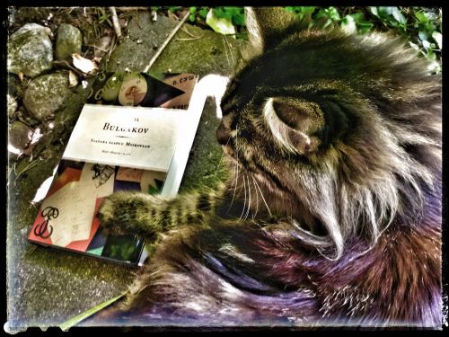 Hän antoi kissansa puolesta mitä kiittävimmät suositukset, selitti tunteneensa sen viisi vuotta [tosin kuvan Alma s. 30.7.2014] eli siitä pitäen kun se oli pentu, meni siitä takuuseen kuin omasta itsestään ja todisti, ettei kissaa oltu koskaan tavattu mistään pahanteosta eikä se milloinkaan ollut käynyt Moskovassa.