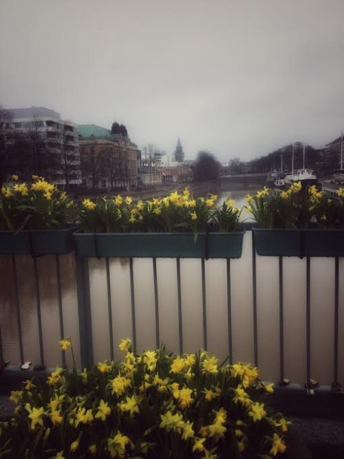 Aurajoki narsisseineen