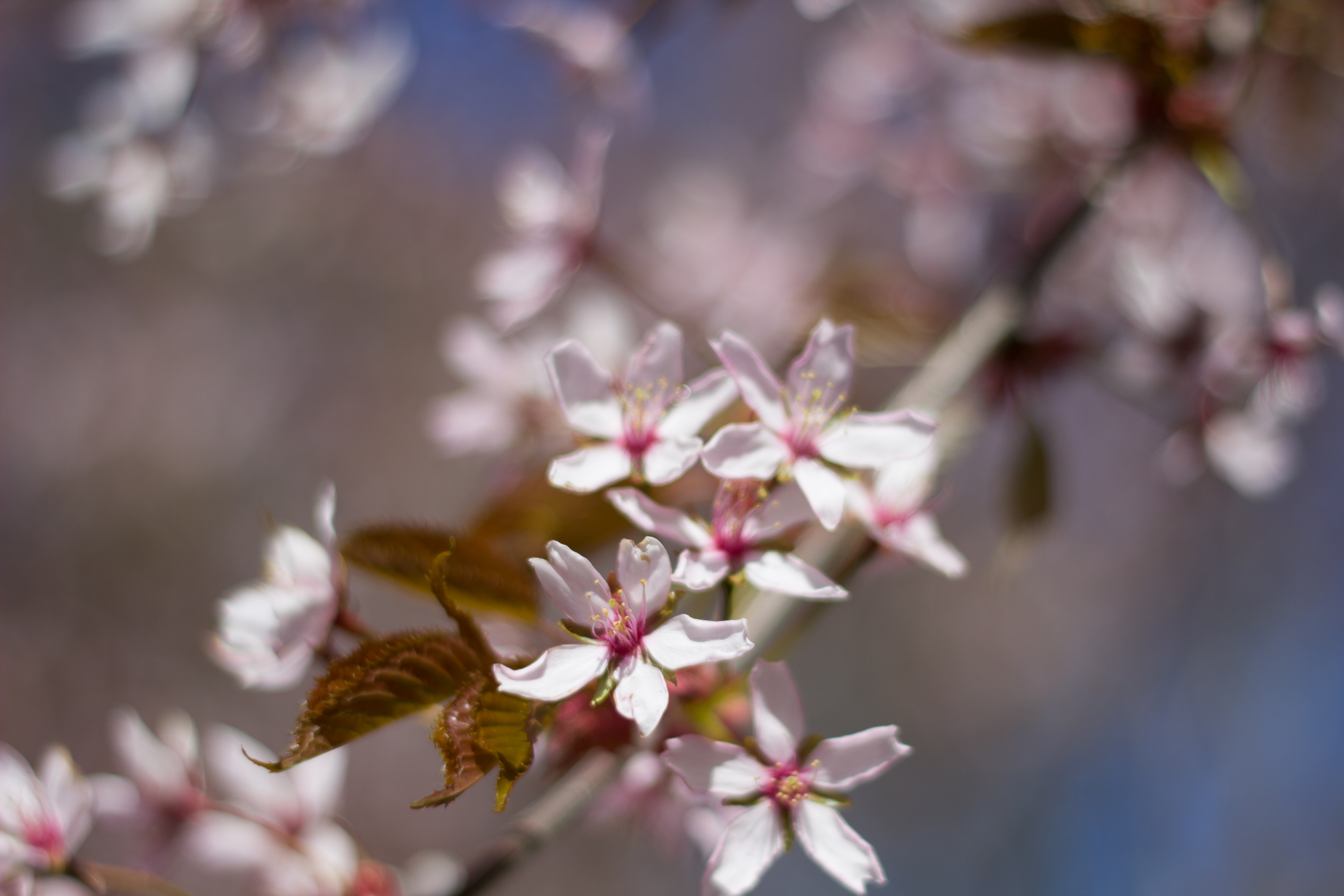 Touko_img_4277_1_1 (2)