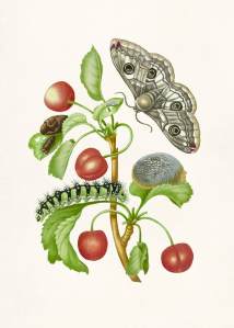 Maria Sibylla Merian